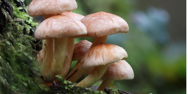 A Closer Look at Medicinal Mushrooms